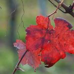 Letztes Blatt