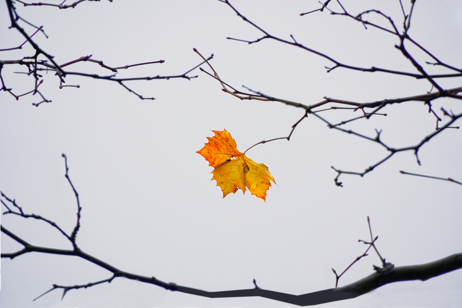 letztes Blatt