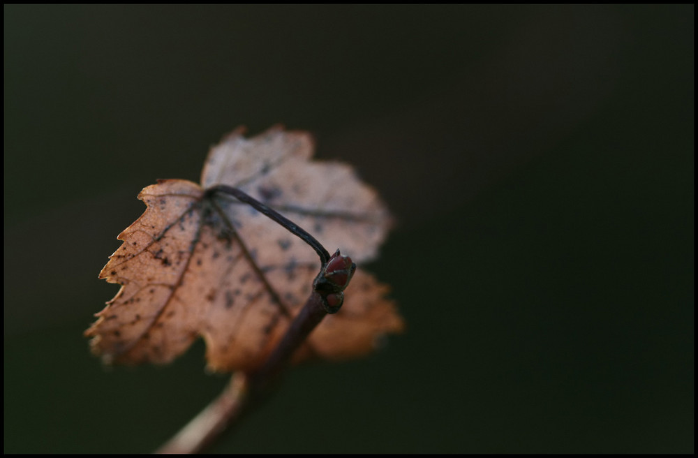 Letztes Blatt