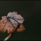 Letztes Blatt