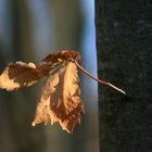 Letztes Blatt am Baum