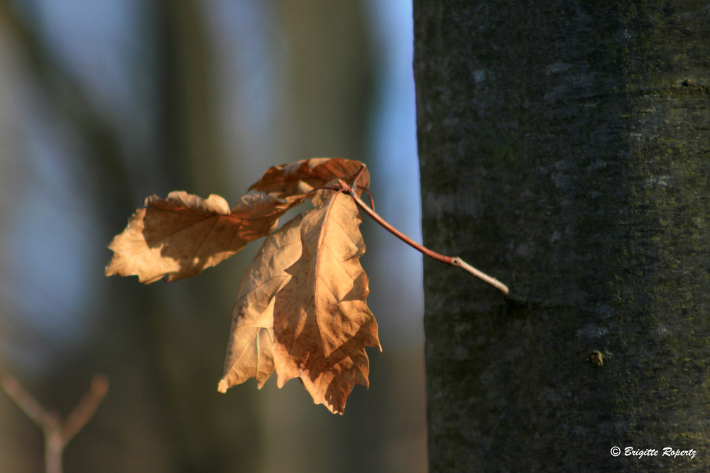 Letztes Blatt am Baum