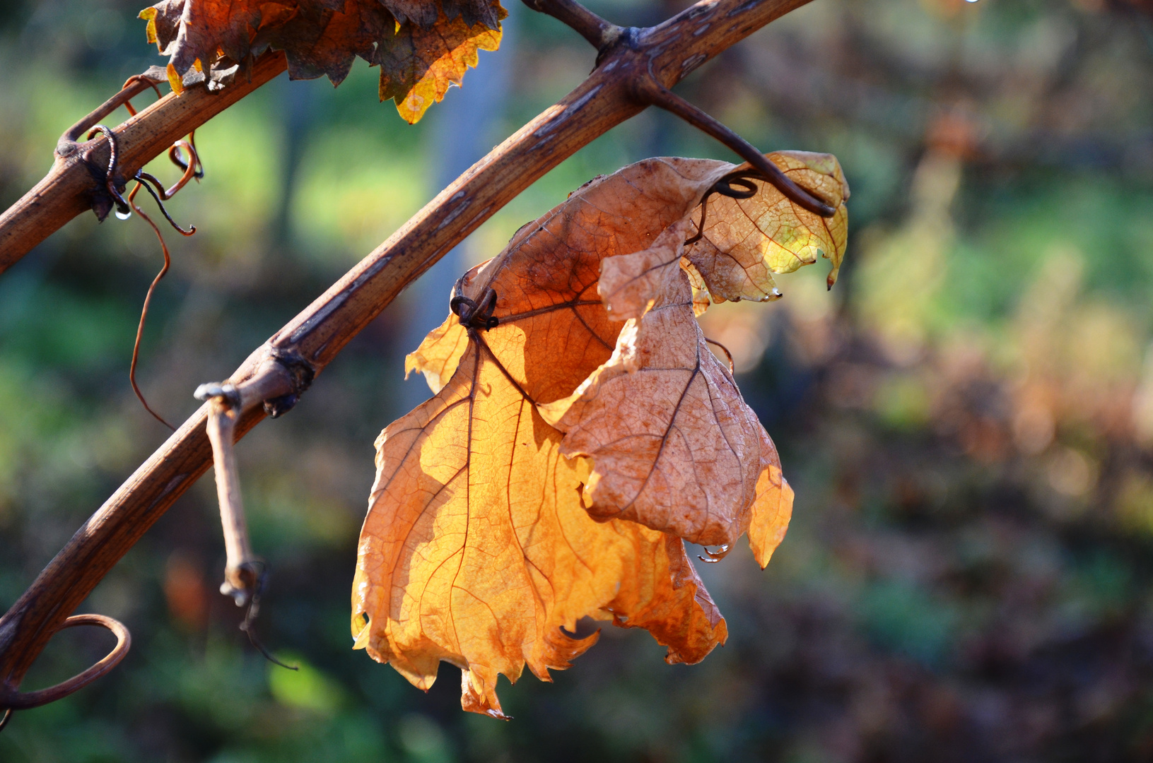 Letztes Blatt an der Rebe