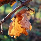 Letztes Blatt an der Rebe