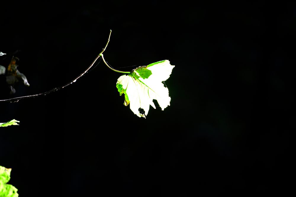 Letztes Blatt