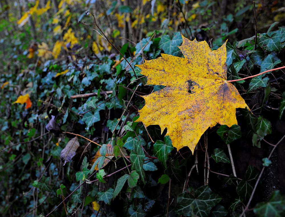 Letztes Blatt