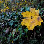 Letztes Blatt