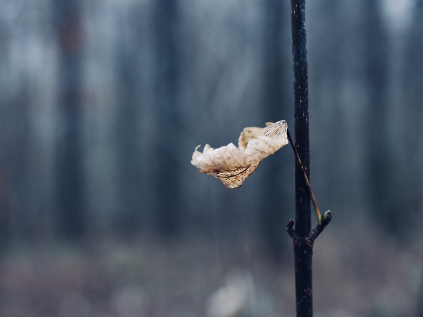 Letztes Blatt im Wind