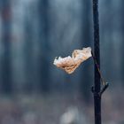 Letztes Blatt im Wind