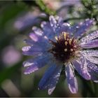 letztes Blümchen nach Nebel...