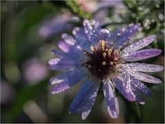 letztes Blümchen nach Nebel...