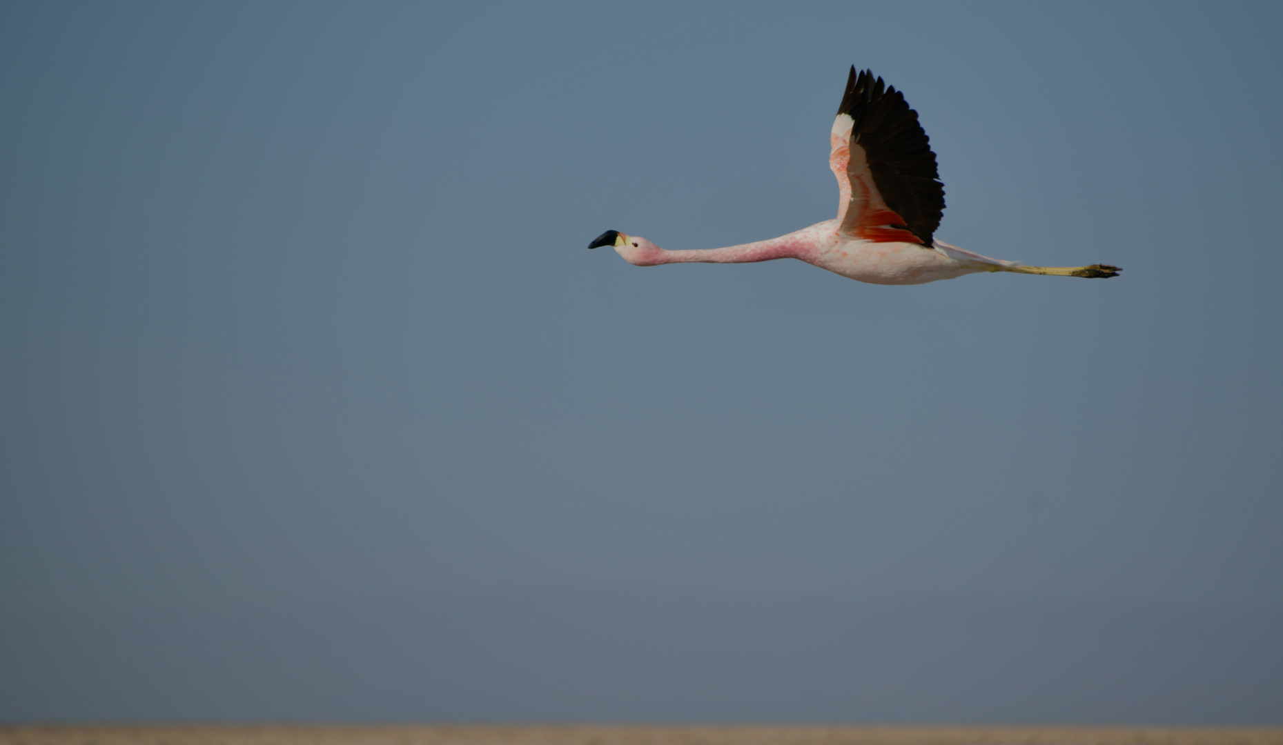 "Letztes Flamingobild ..................... ;-))"