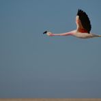 "Letztes Flamingobild ..................... ;-))"