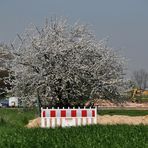 letztes Frühlingserwachen in Immerrath 