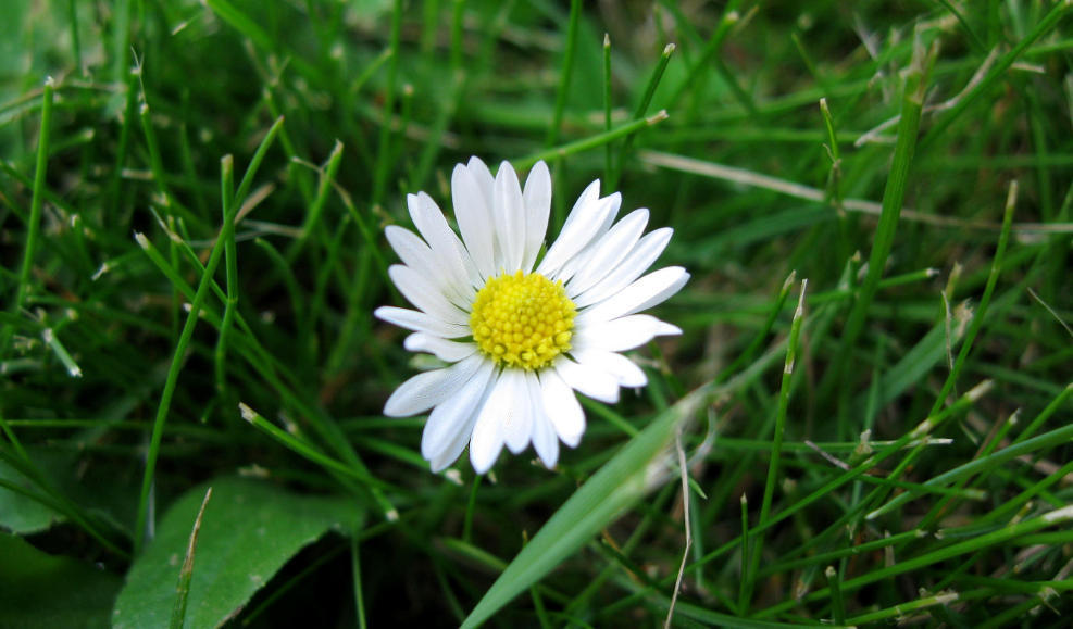 Letztes Gänseblümchen..