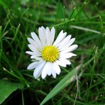 Letztes Gänseblümchen..