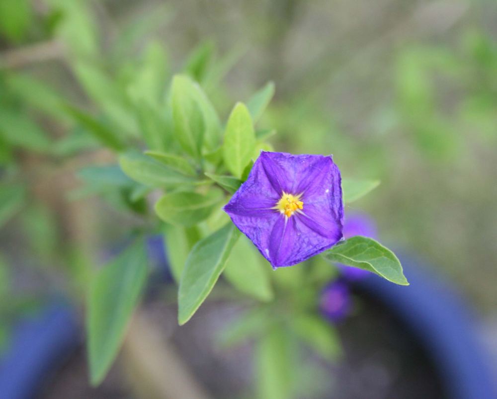 Letztes Gartenbild