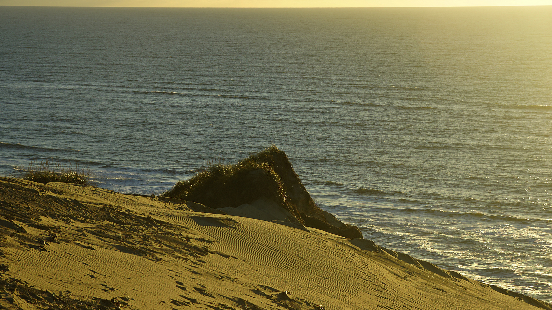 Letztes Gras vor dem Meer