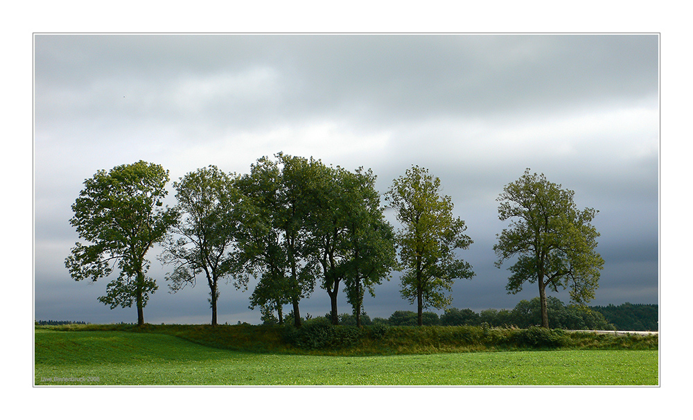 Letztes Grün