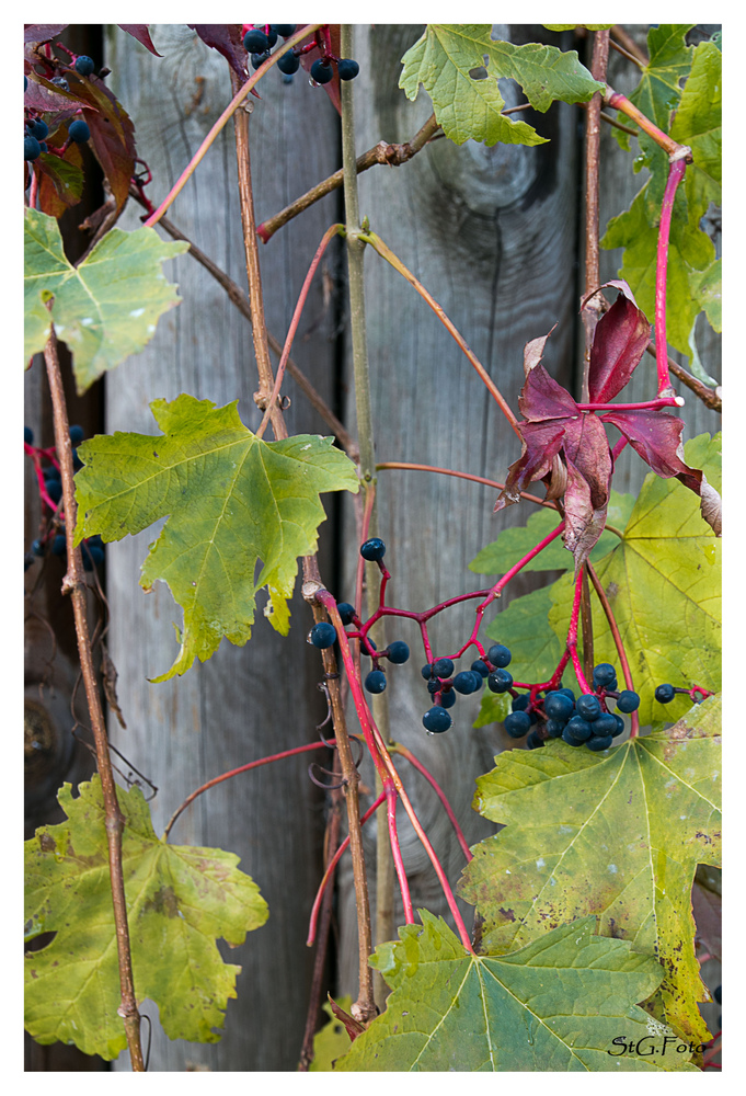 Letztes Grün im Herbst