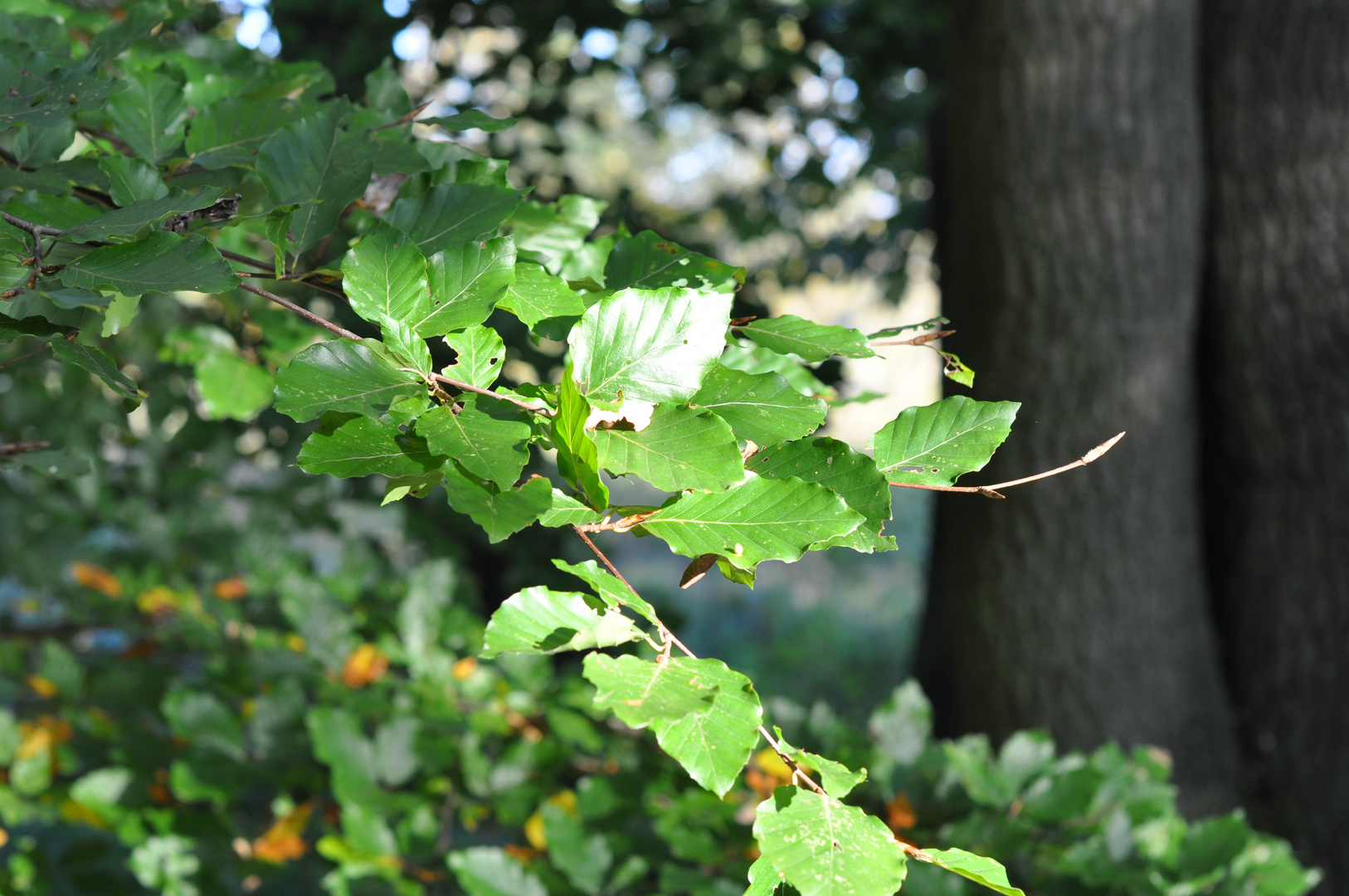 Letztes Grün im Herbst