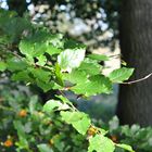 Letztes Grün im Herbst