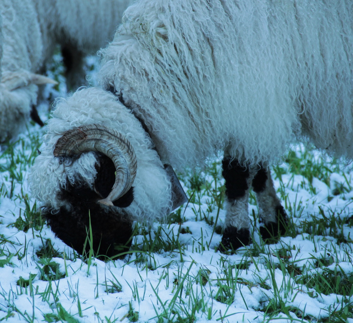 Letztes Grün vor dem Winter...