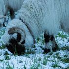 Letztes Grün vor dem Winter...