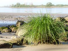 Letztes Grün vorm Wasser