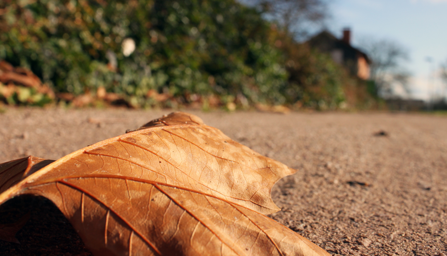 Letztes Herbst