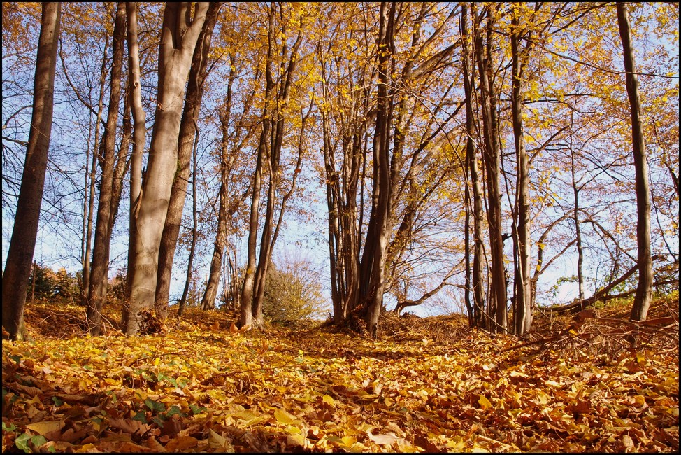 Letztes Herbstfeuer 1