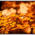 Letztes Herbstgold