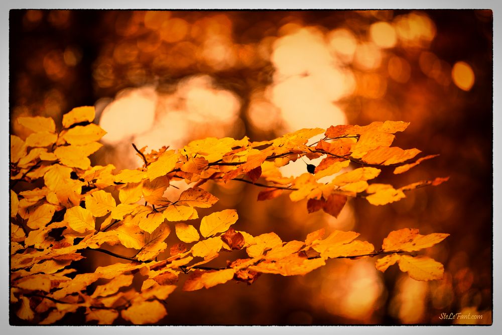 Letztes Herbstgold