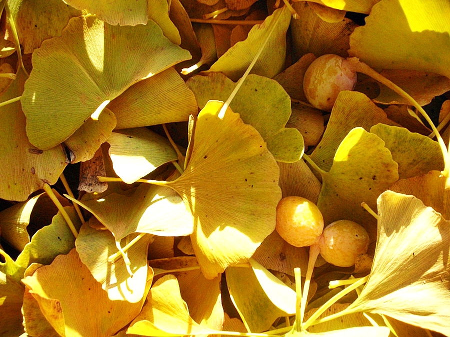 Letztes Herbstgold