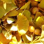 Letztes Herbstgold