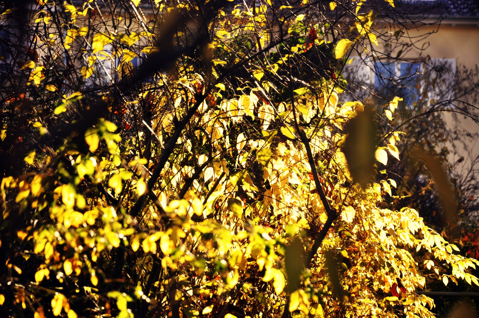 Letztes Herbstgold in der Sonne