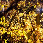 Letztes Herbstgold in der Sonne