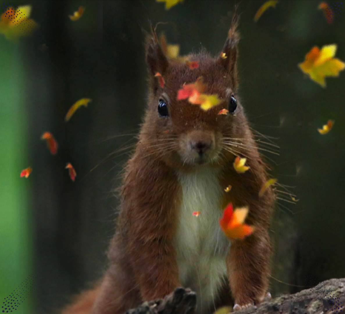 Letztes Herbstlaub