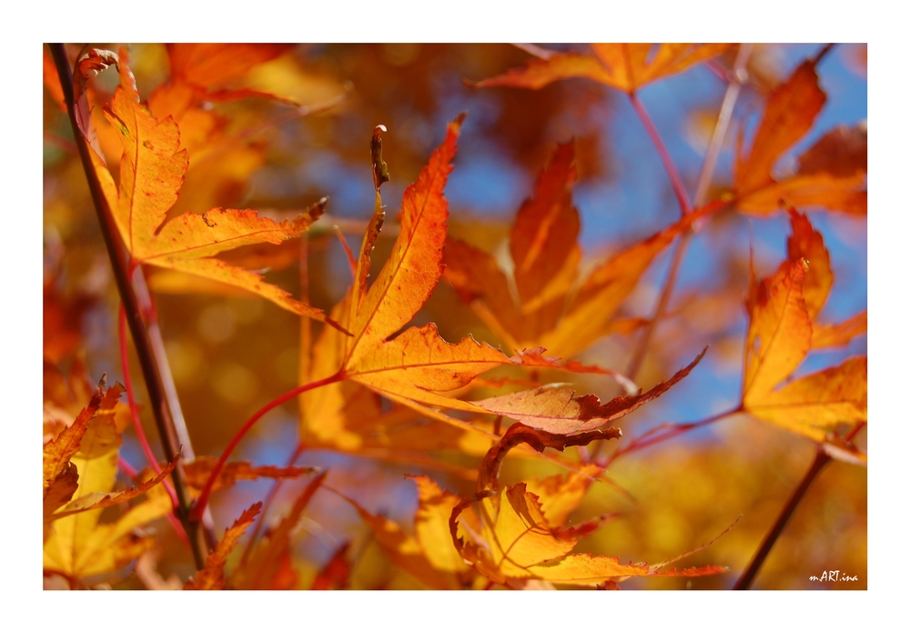 Letztes Herbstleuchten