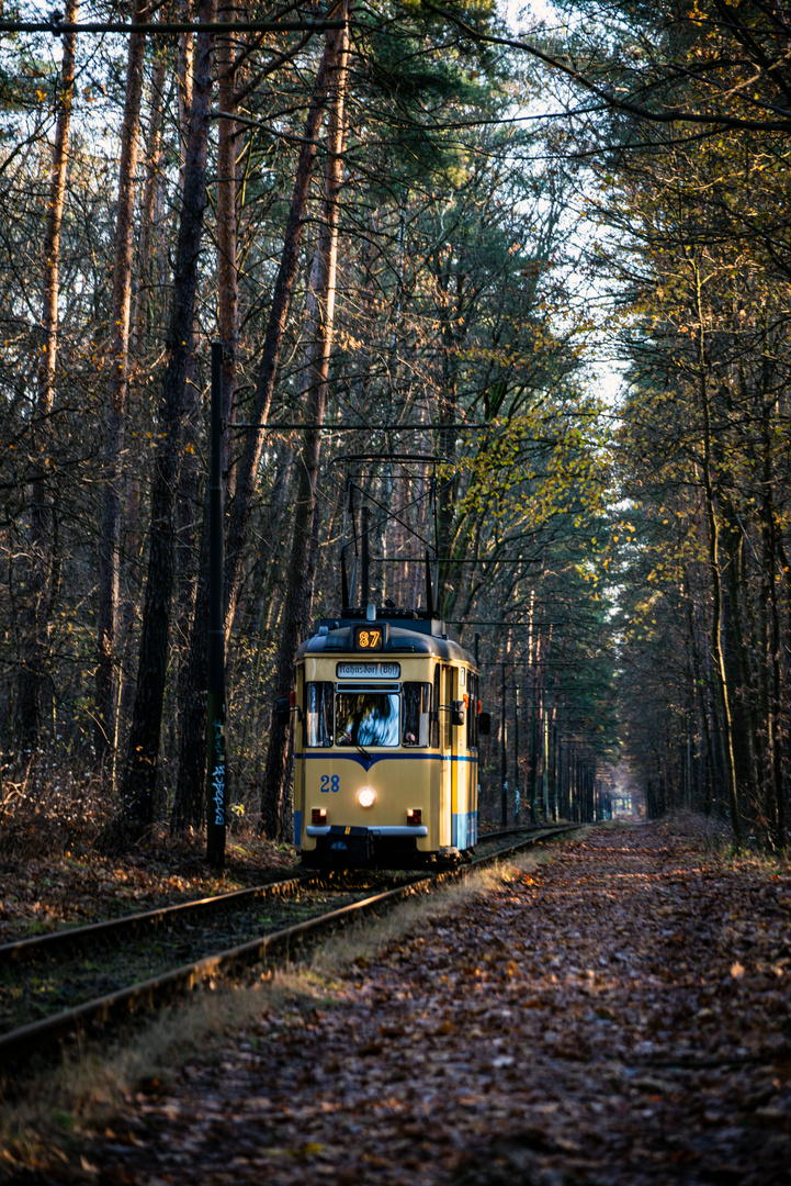 Letztes Herbstlicht