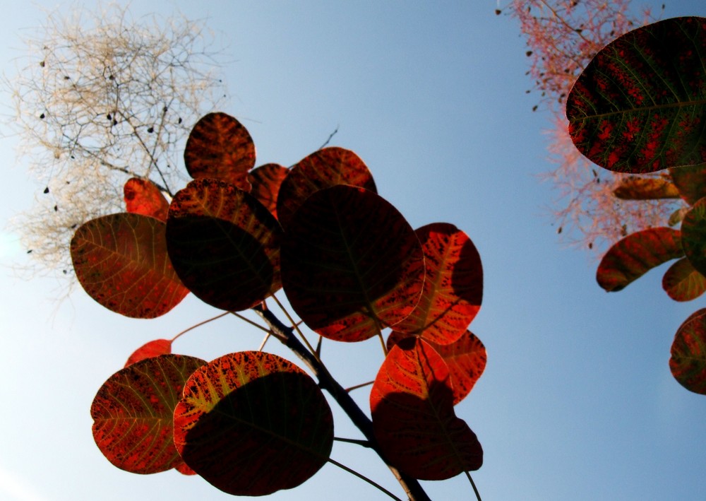 letztes Herbstlicht