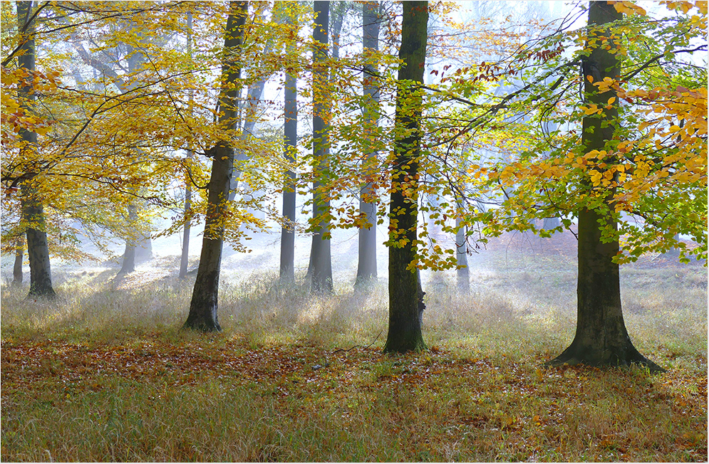 Letztes Herbstlicht