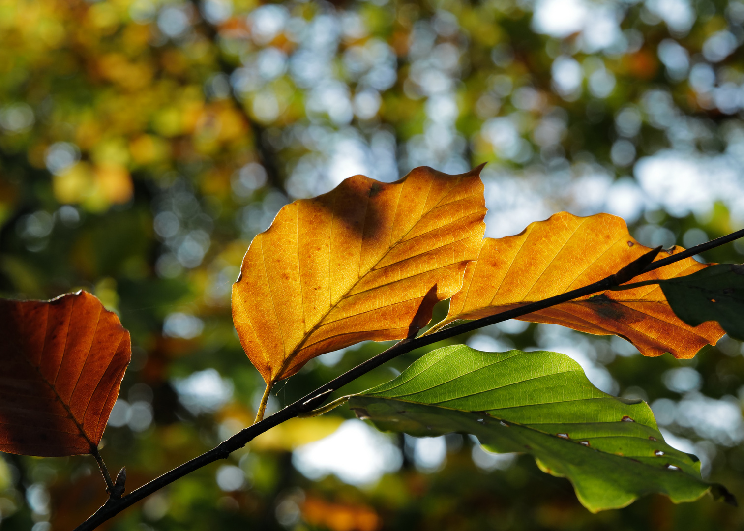 Letztes Herbstlicht / Last Autumn Glimpse