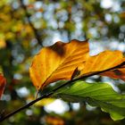 Letztes Herbstlicht / Last Autumn Glimpse