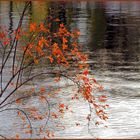 letztes herbstrotes Strahlen an der Spree...  (075)