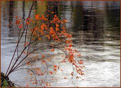 letztes herbstrotes Strahlen an der Spree...  (075)