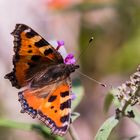 Letztes Jahr am Sommerflieder