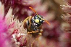 Letztes Jahr im botanischen Garten in Münster. Bild 2