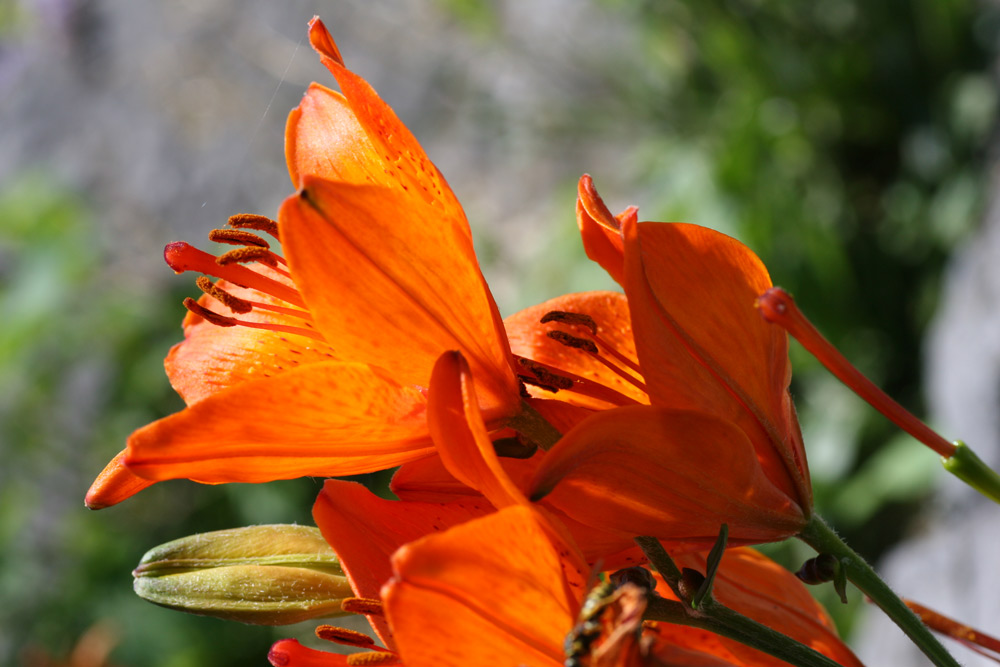 Letztes Jahr im botanischen Garten in Münster. Bild 5