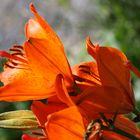 Letztes Jahr im botanischen Garten in Münster. Bild 5